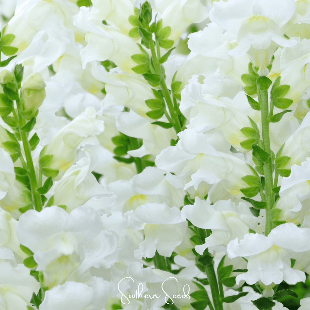 Snowflake Snapdragon (Antirrhinum majus) – 200 Seeds Southern Seeds