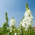 Snowflake Snapdragon (Antirrhinum majus) – 200 Seeds Southern Seeds