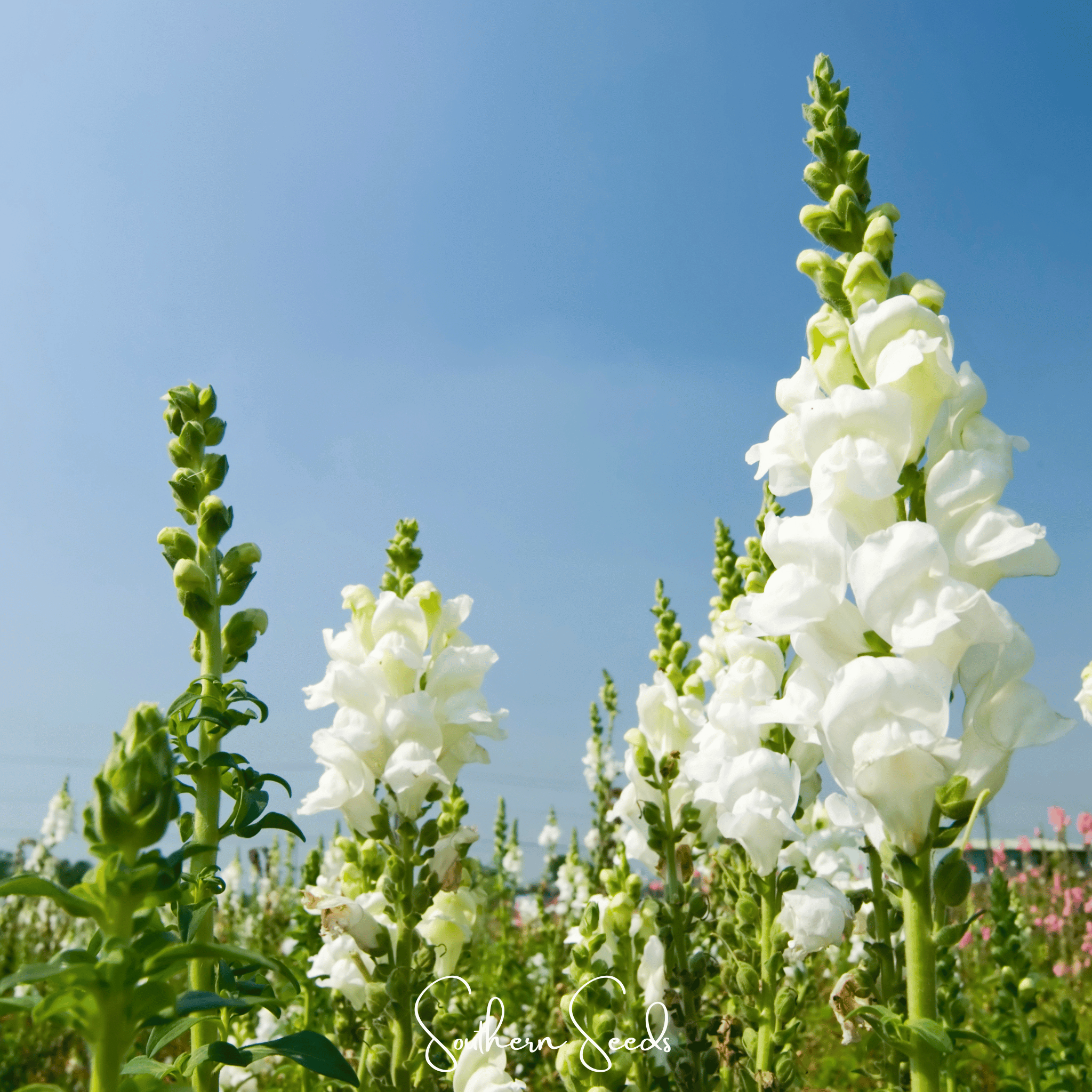 Snowflake Snapdragon (Antirrhinum majus) – 200 Seeds Southern Seeds