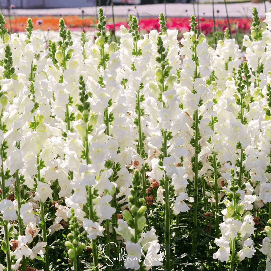 Snowflake Snapdragon (Antirrhinum majus) – 200 Seeds Southern Seeds