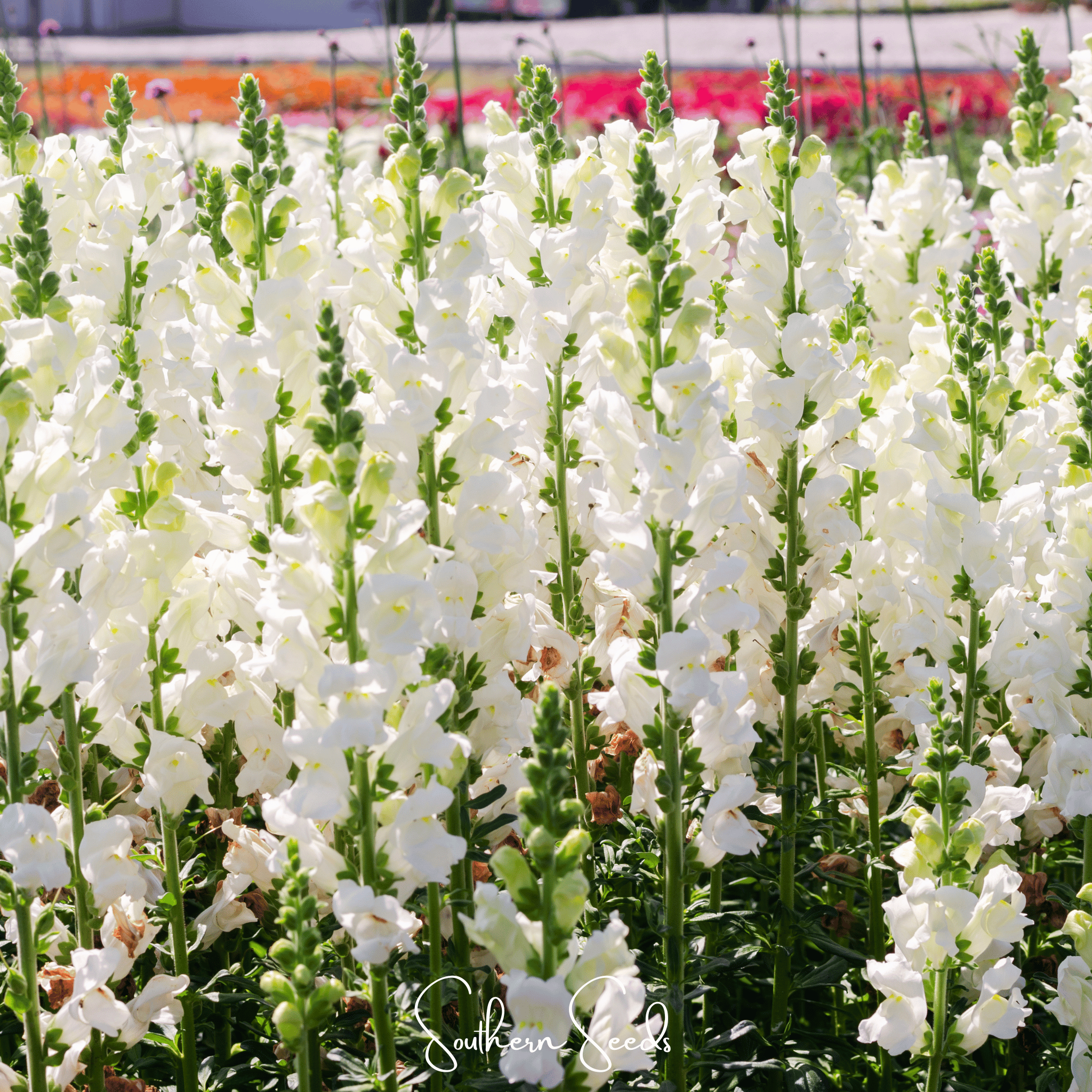 Snowflake Snapdragon (Antirrhinum majus) – 200 Seeds Southern Seeds