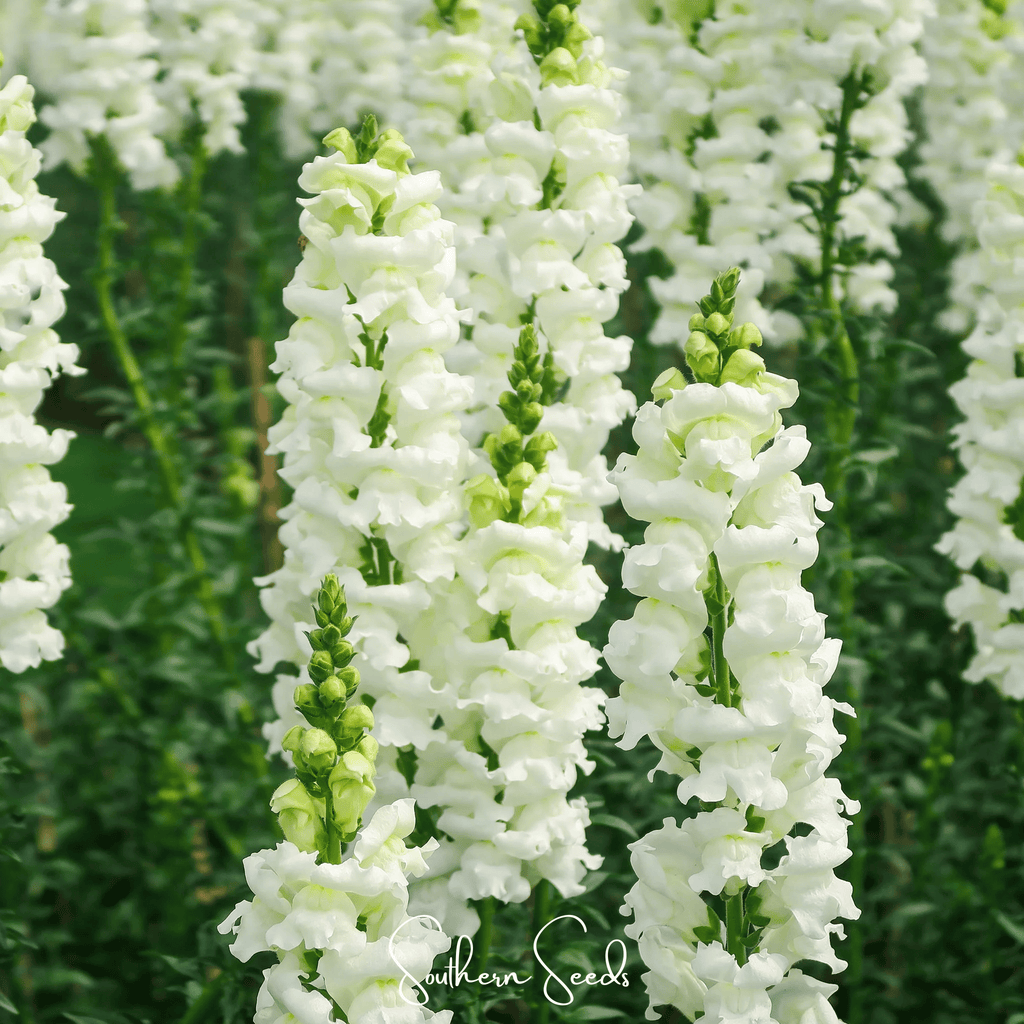Snowflake Snapdragon (Antirrhinum majus) – 200 Seeds Southern Seeds