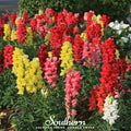 Tetra Snapdragon Mix – 200 Seeds Southern Seeds