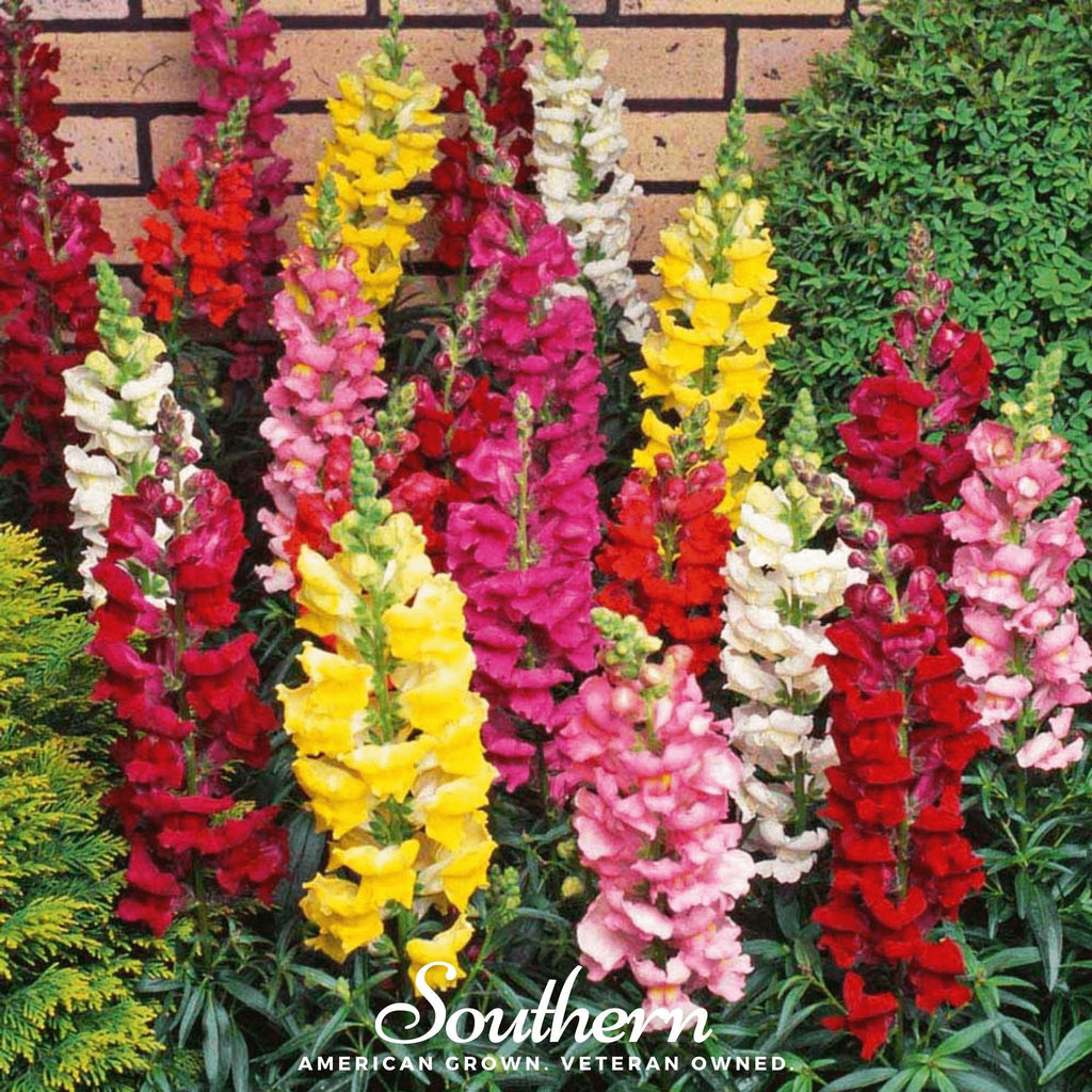 Tetra Snapdragon Mix – 200 Seeds Southern Seeds