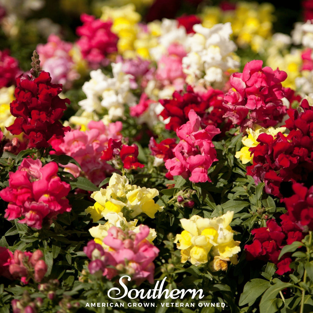 Tetra Snapdragon Mix – 200 Seeds Southern Seeds