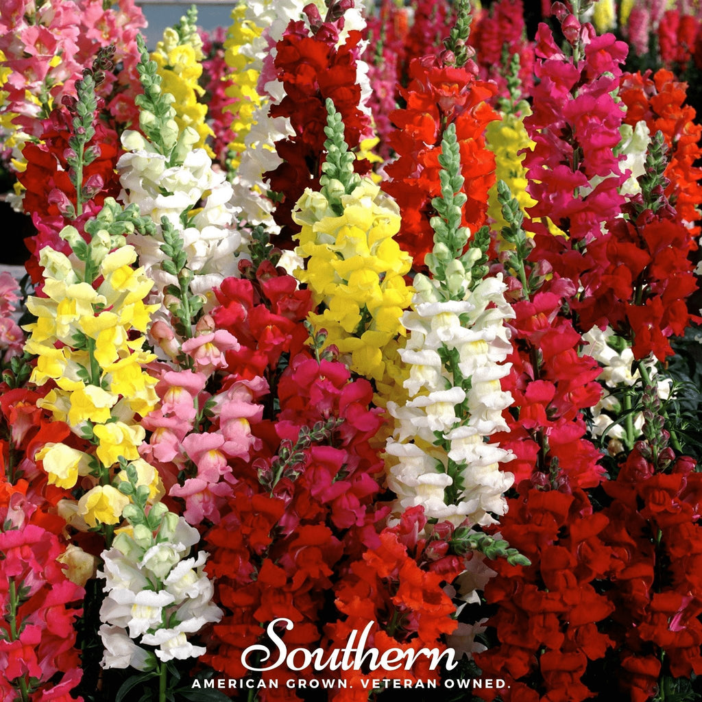 Tetra Snapdragon Mix – 200 Seeds Southern Seeds