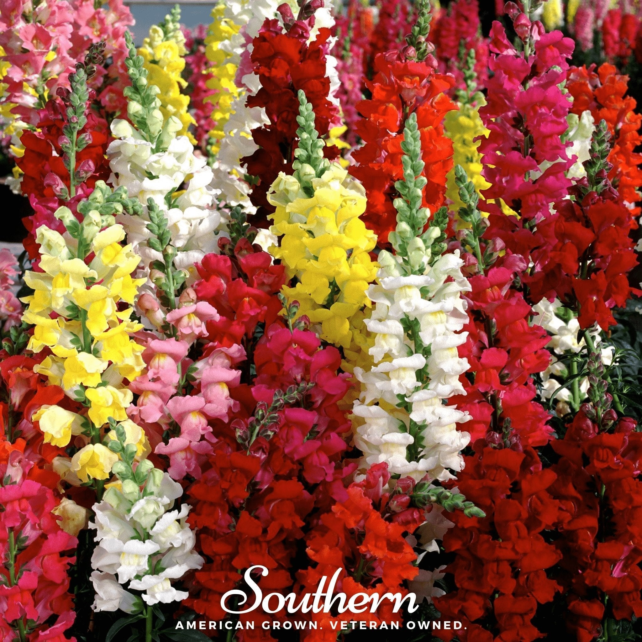 Tetra Snapdragon Mix – 200 Seeds Southern Seeds