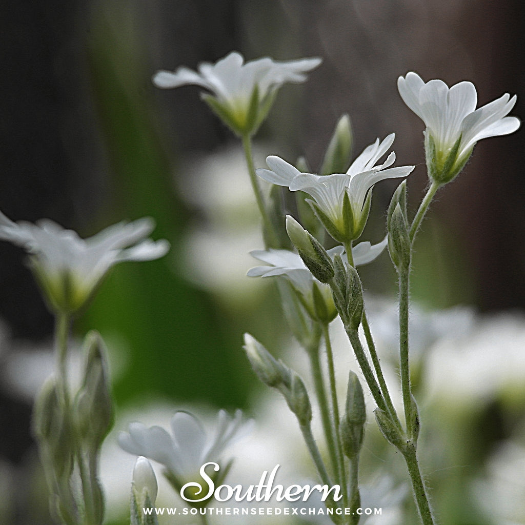 Snow in Summer Chickweed – 100 Seeds Southern Seeds