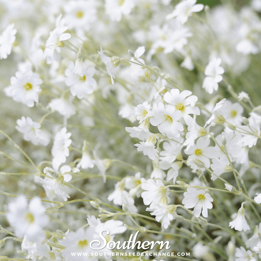 Snow in Summer Chickweed – 100 Seeds Southern Seeds