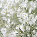 Snow in Summer Chickweed – 100 Seeds Southern Seeds