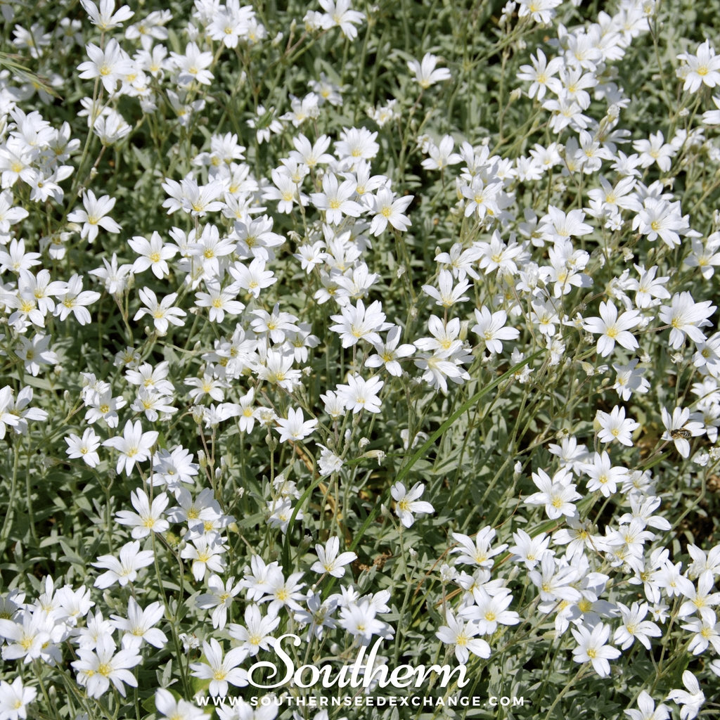 Snow in Summer Chickweed – 100 Seeds Southern Seeds