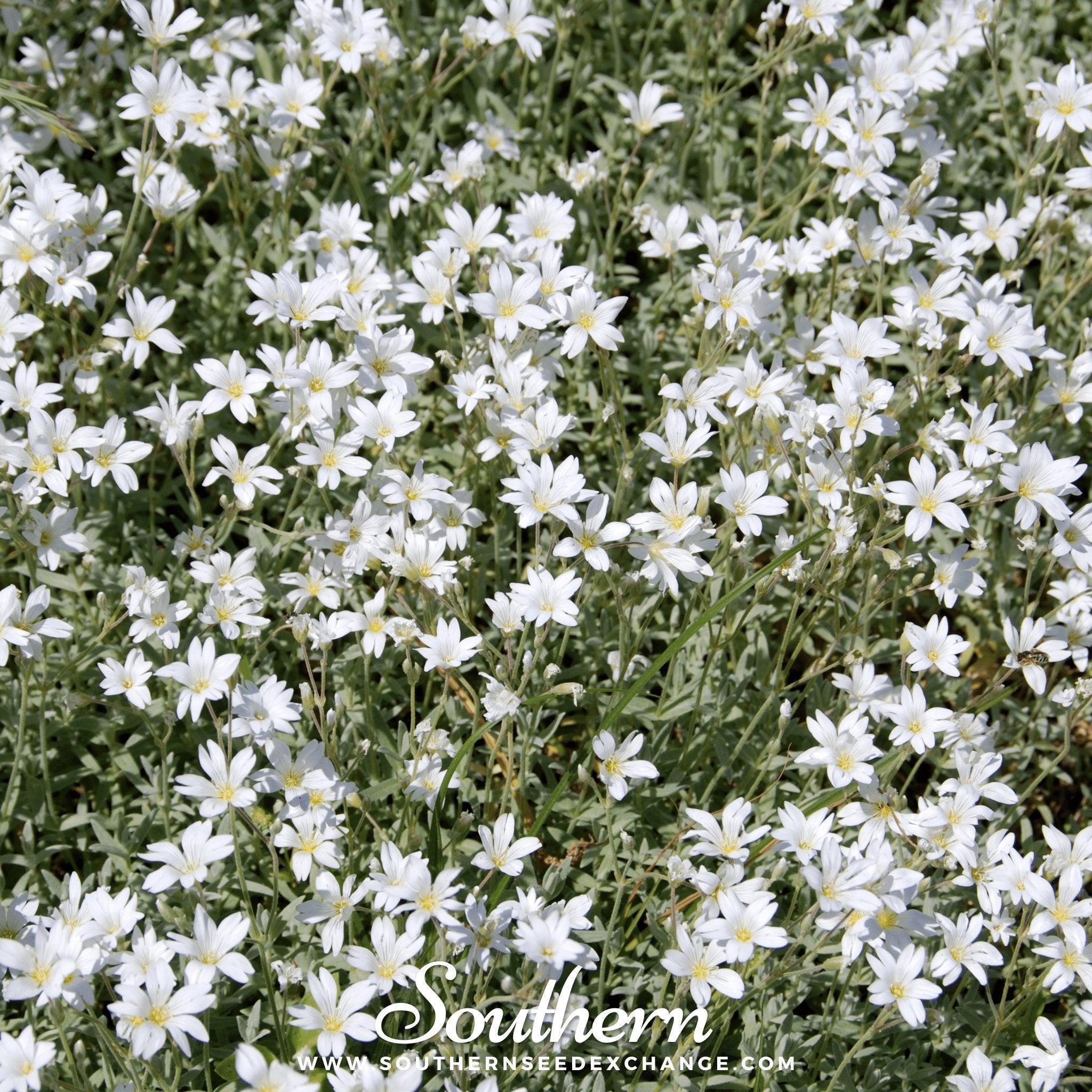 Snow in Summer Chickweed – 100 Seeds Southern Seeds