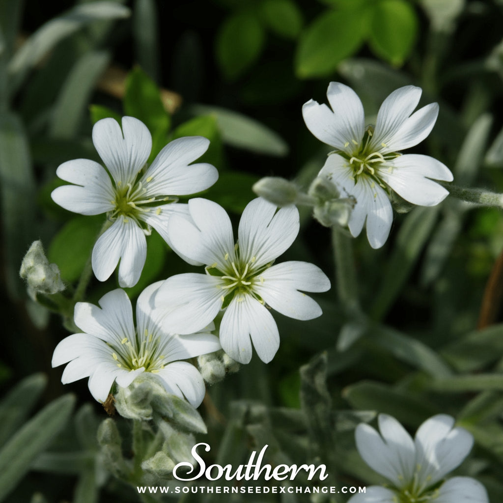 Snow in Summer Chickweed – 100 Seeds Southern Seeds