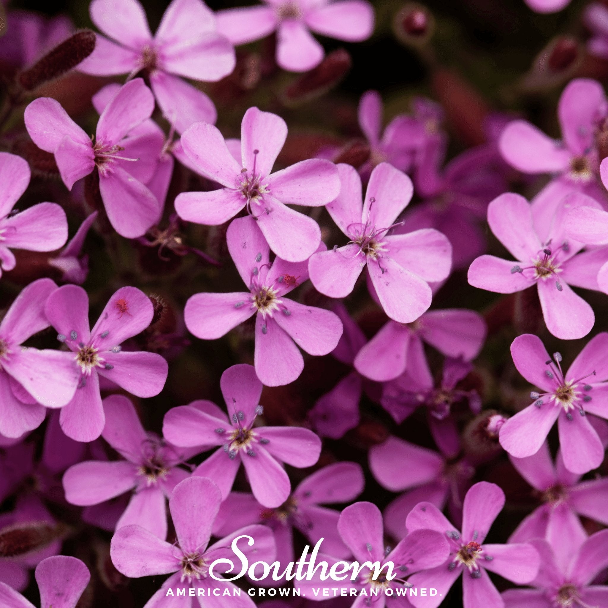 Rock Soapwort – 100 Seeds Southern Seeds
