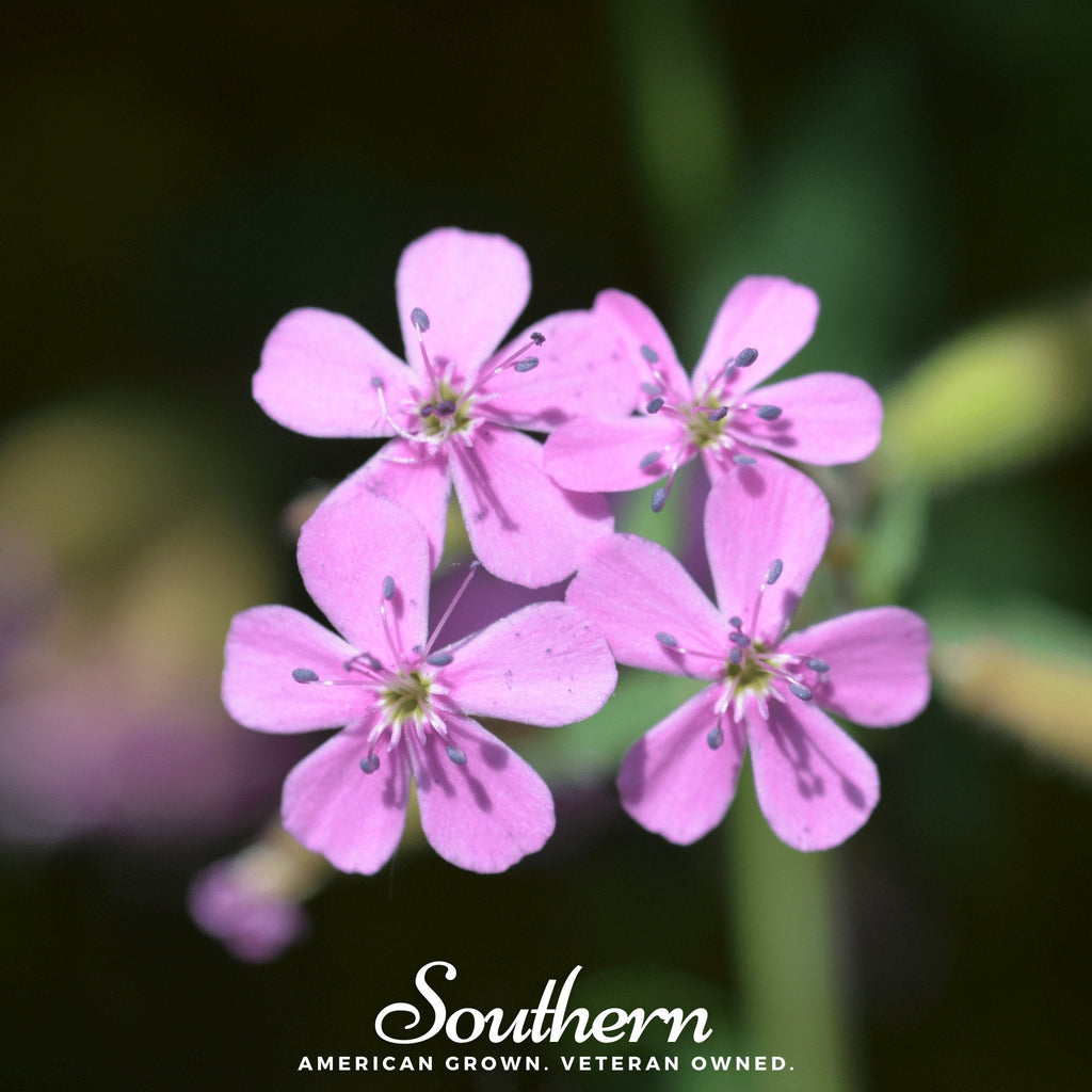Rock Soapwort – 100 Seeds Southern Seeds