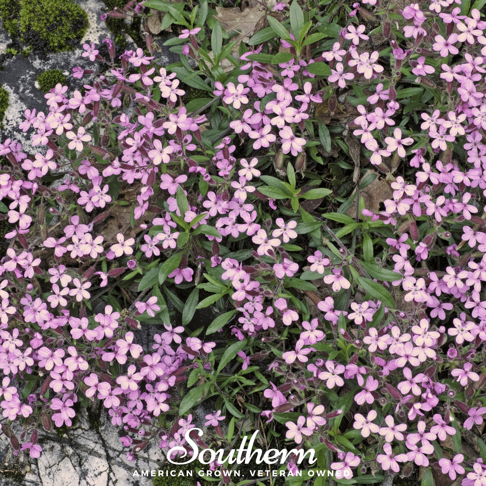 Rock Soapwort – 100 Seeds Southern Seeds