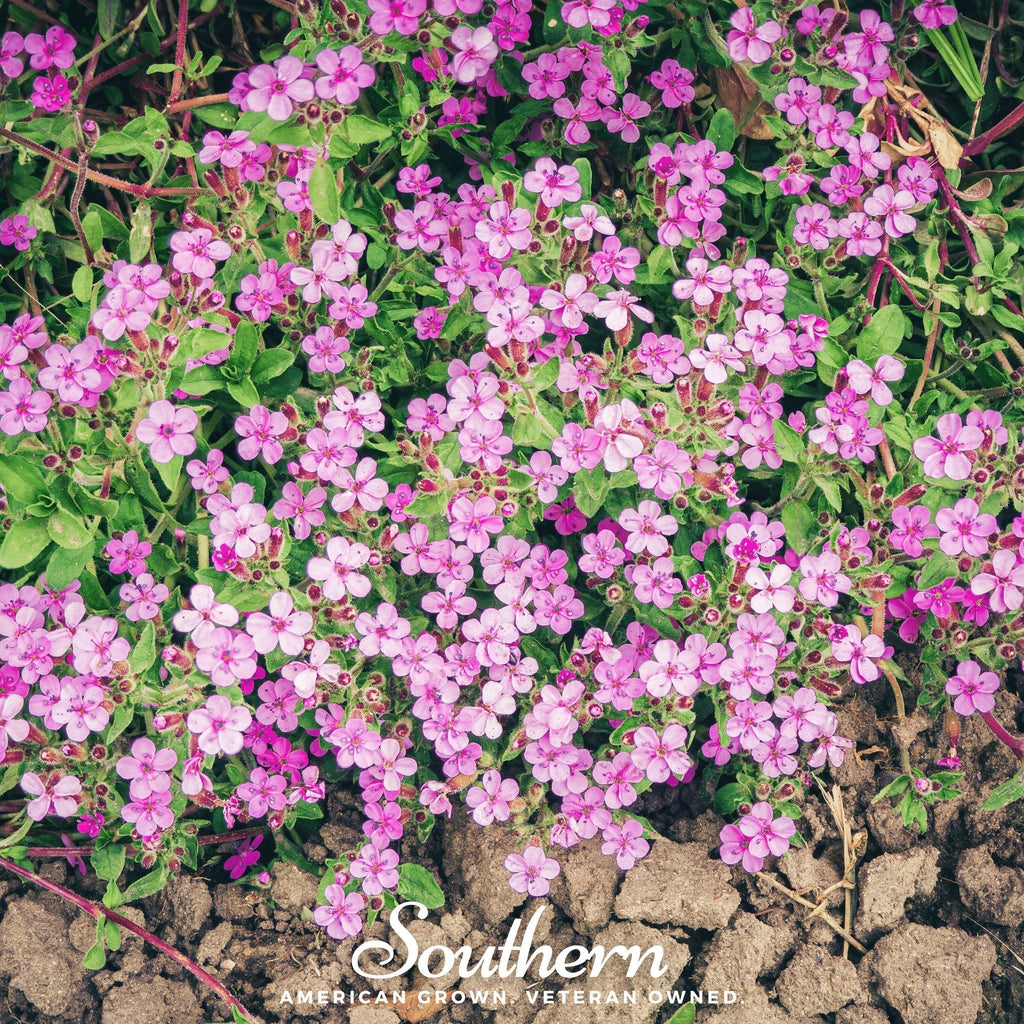 Rock Soapwort – 100 Seeds Southern Seeds