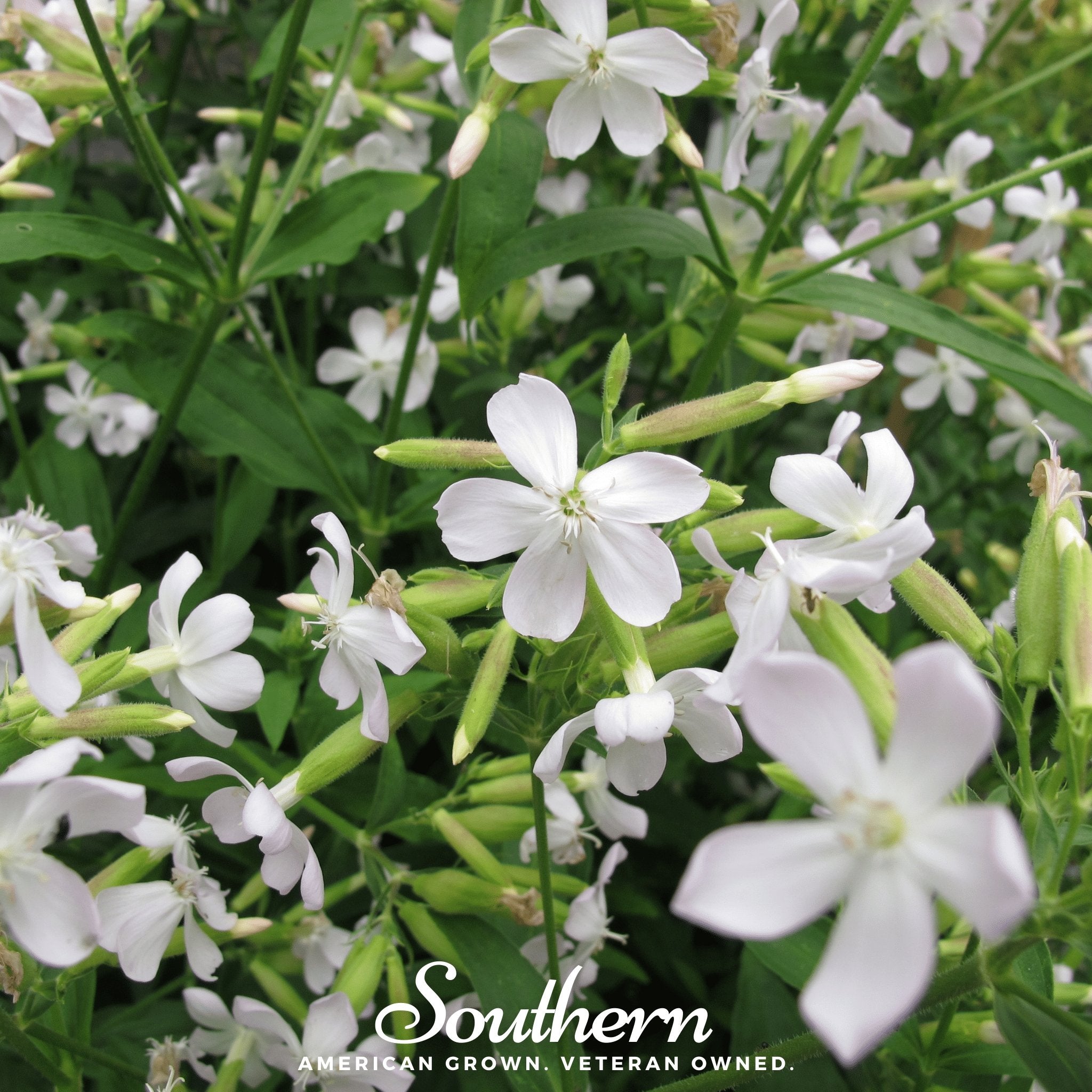 Soapwort – 100 Seeds Southern Seeds