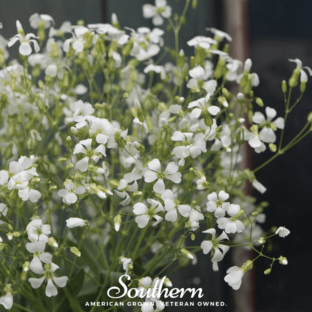 Soapwort – 100 Seeds Southern Seeds