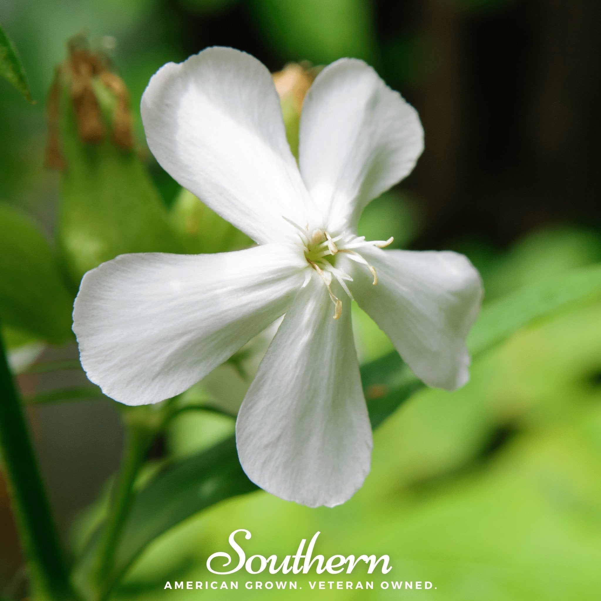 Soapwort – 100 Seeds Southern Seeds