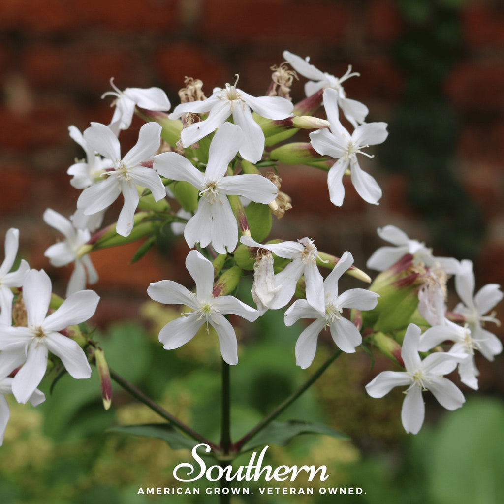 Soapwort – 100 Seeds Southern Seeds