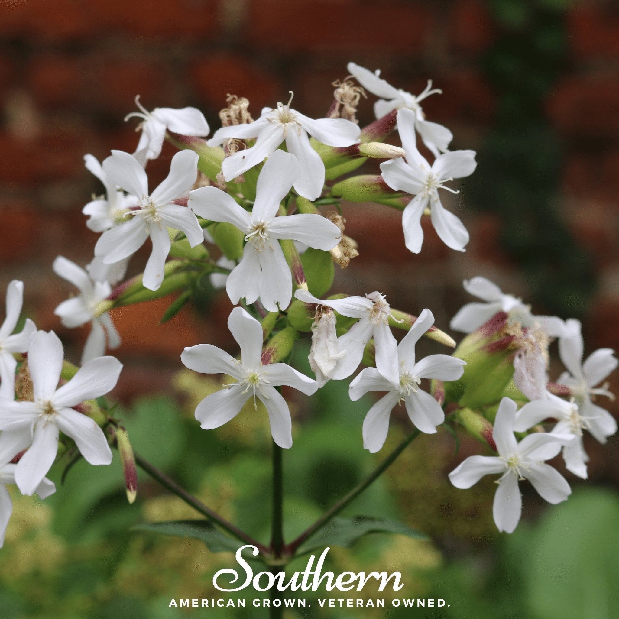 Soapwort – 100 Seeds Southern Seeds