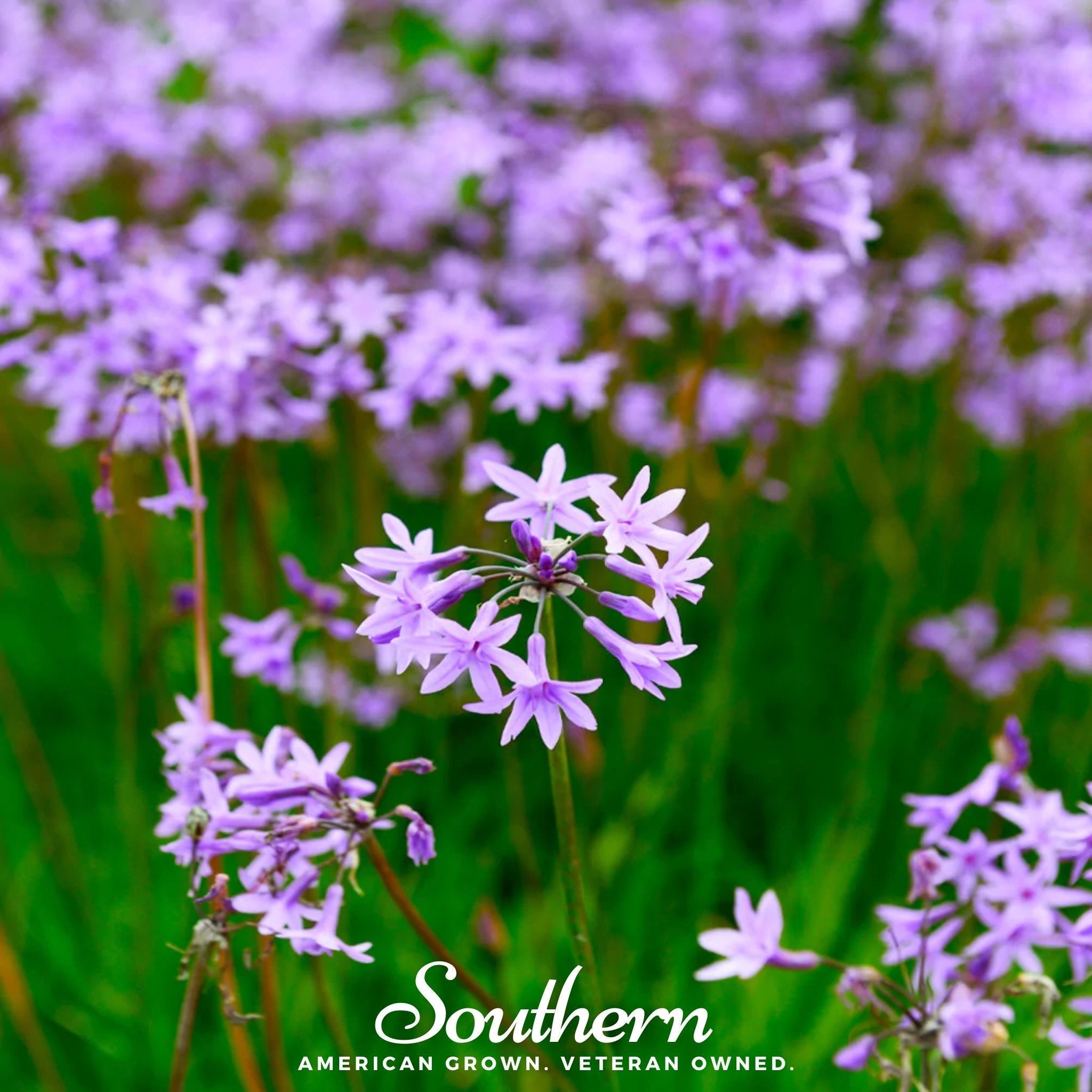 Society Garlic – 20 Seeds Southern Seeds