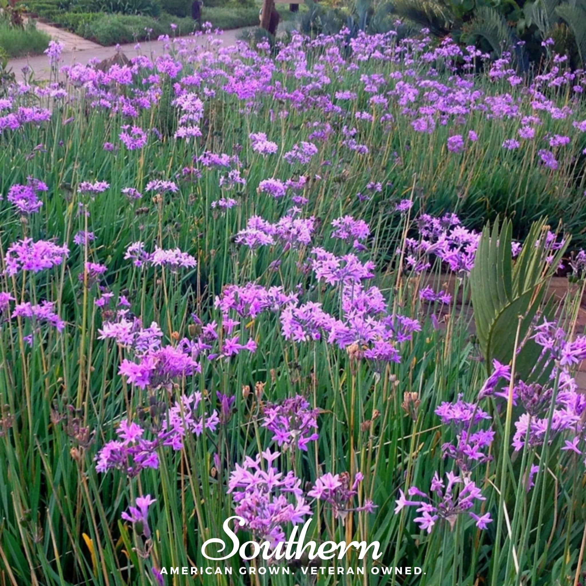 Society Garlic – 20 Seeds Southern Seeds