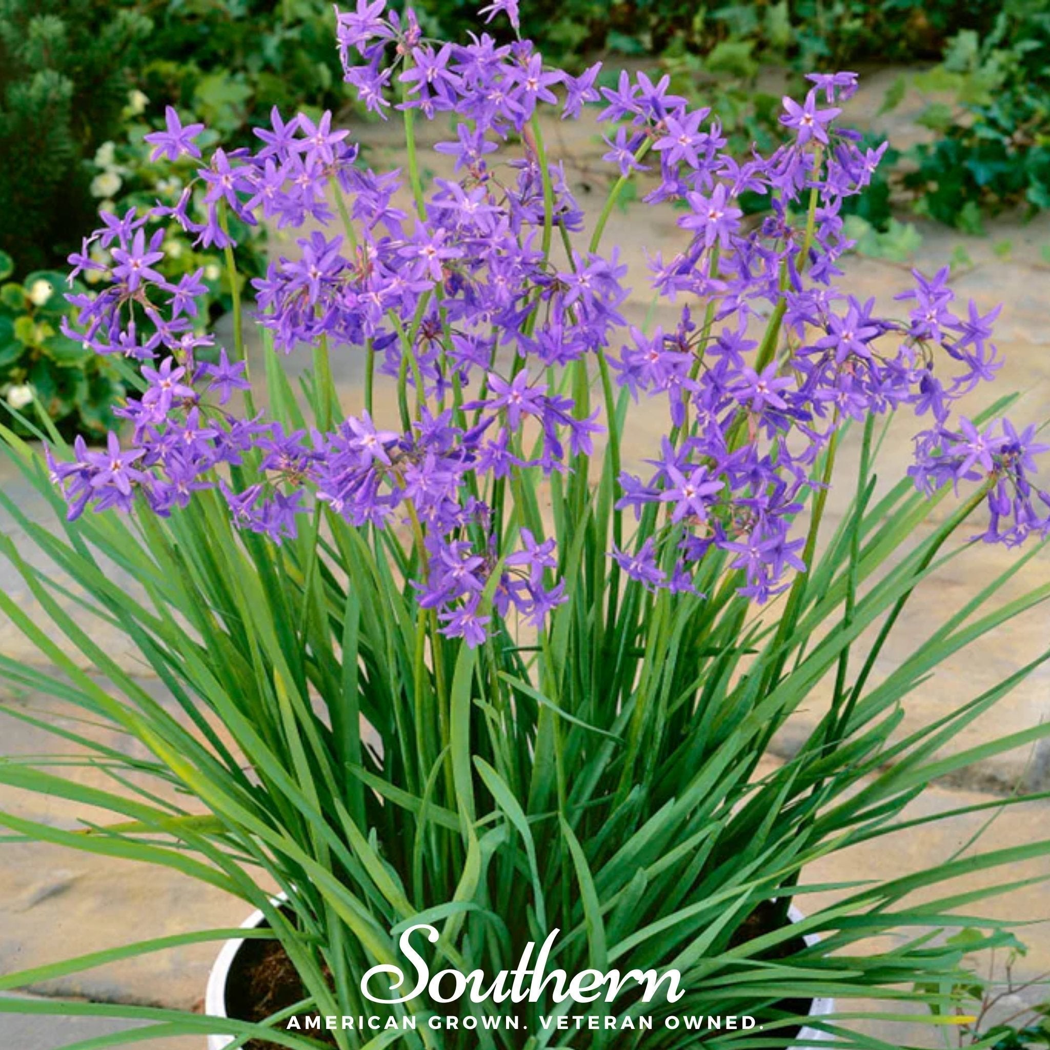 Society Garlic – 20 Seeds Southern Seeds
