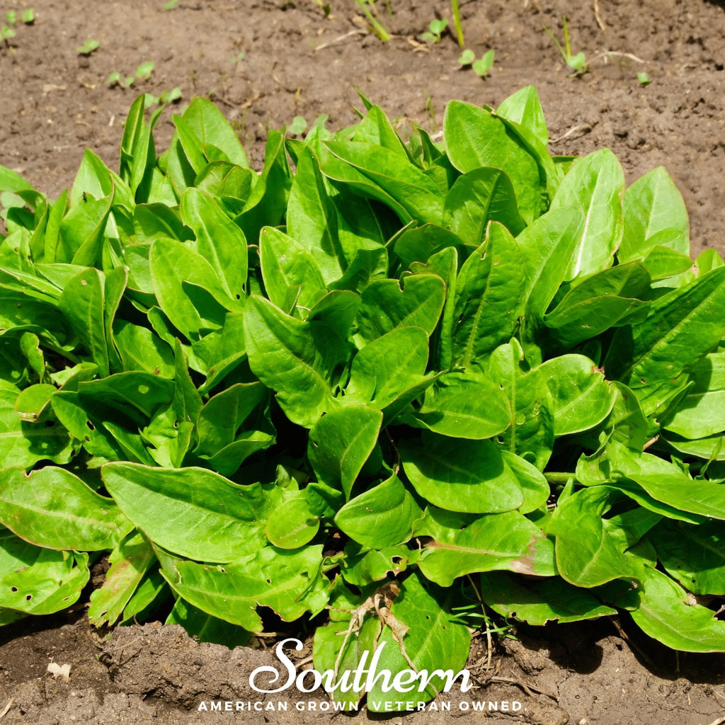 Garden Sorrel – 200 Seeds Southern Seeds