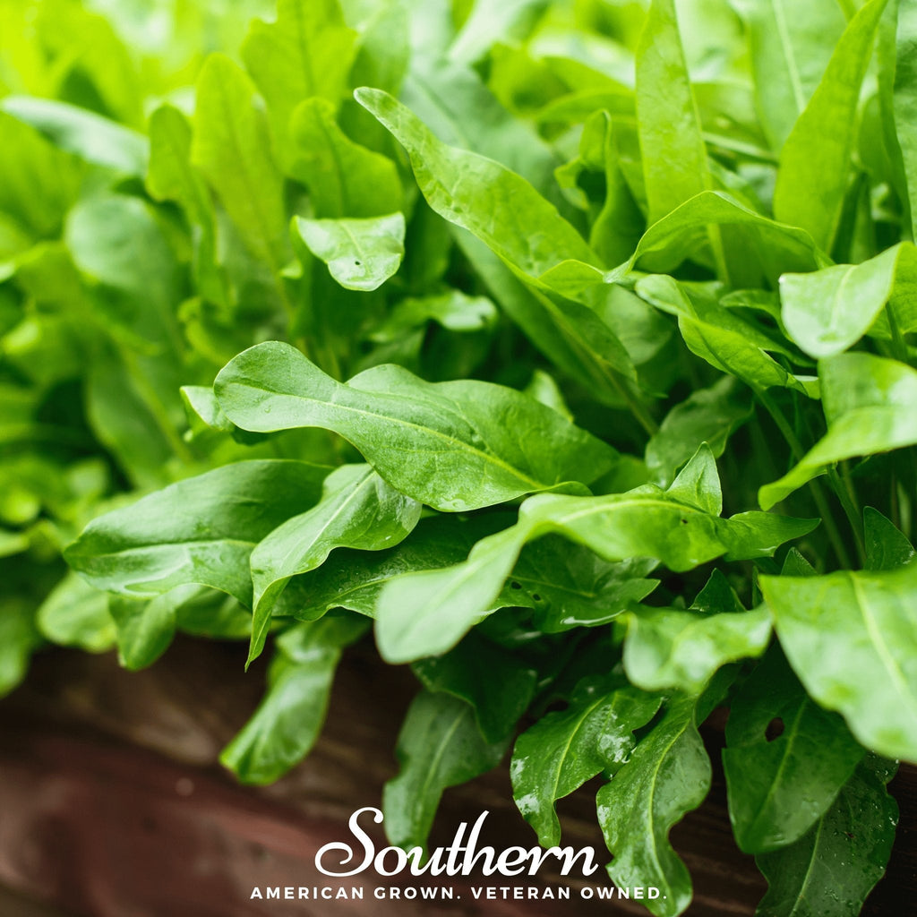 Garden Sorrel – 200 Seeds Southern Seeds