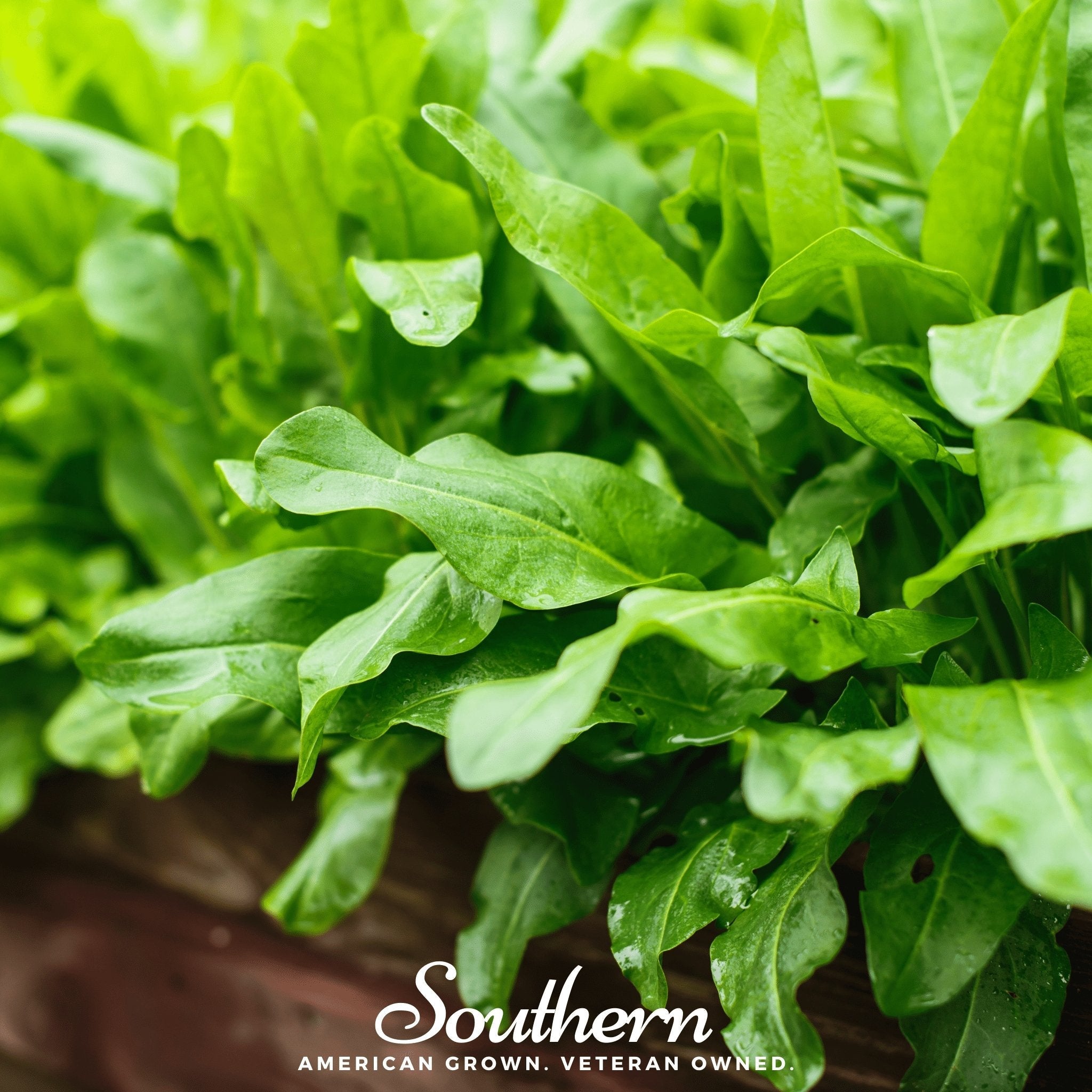 Garden Sorrel – 200 Seeds Southern Seeds