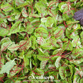 Red Veined Sorrel – 200 Seeds Southern Seeds