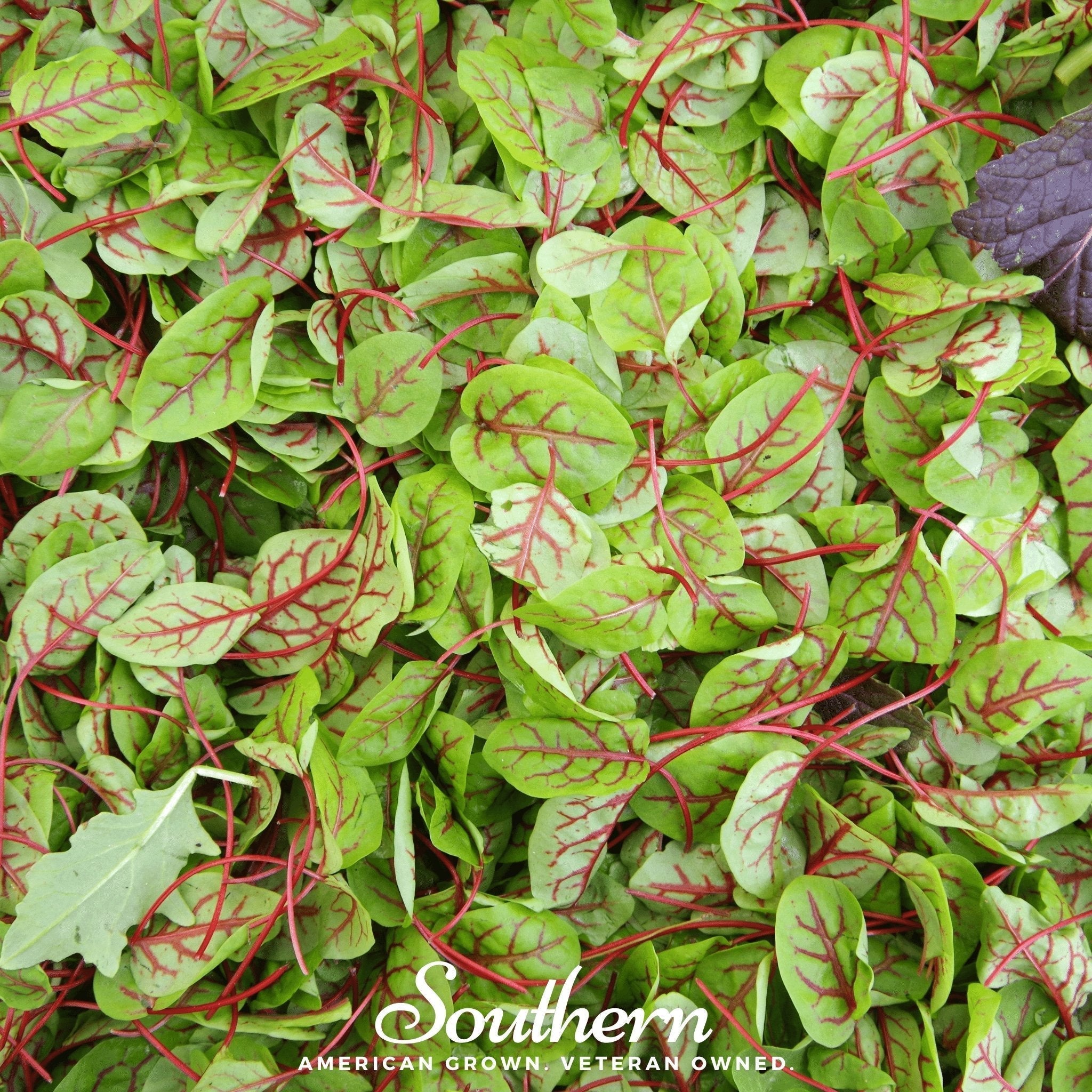 Red Veined Sorrel – 200 Seeds Southern Seeds