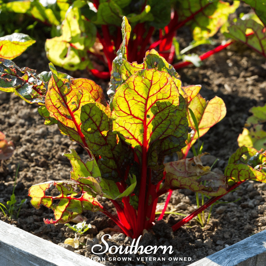 Red Veined Sorrel – 200 Seeds Southern Seeds
