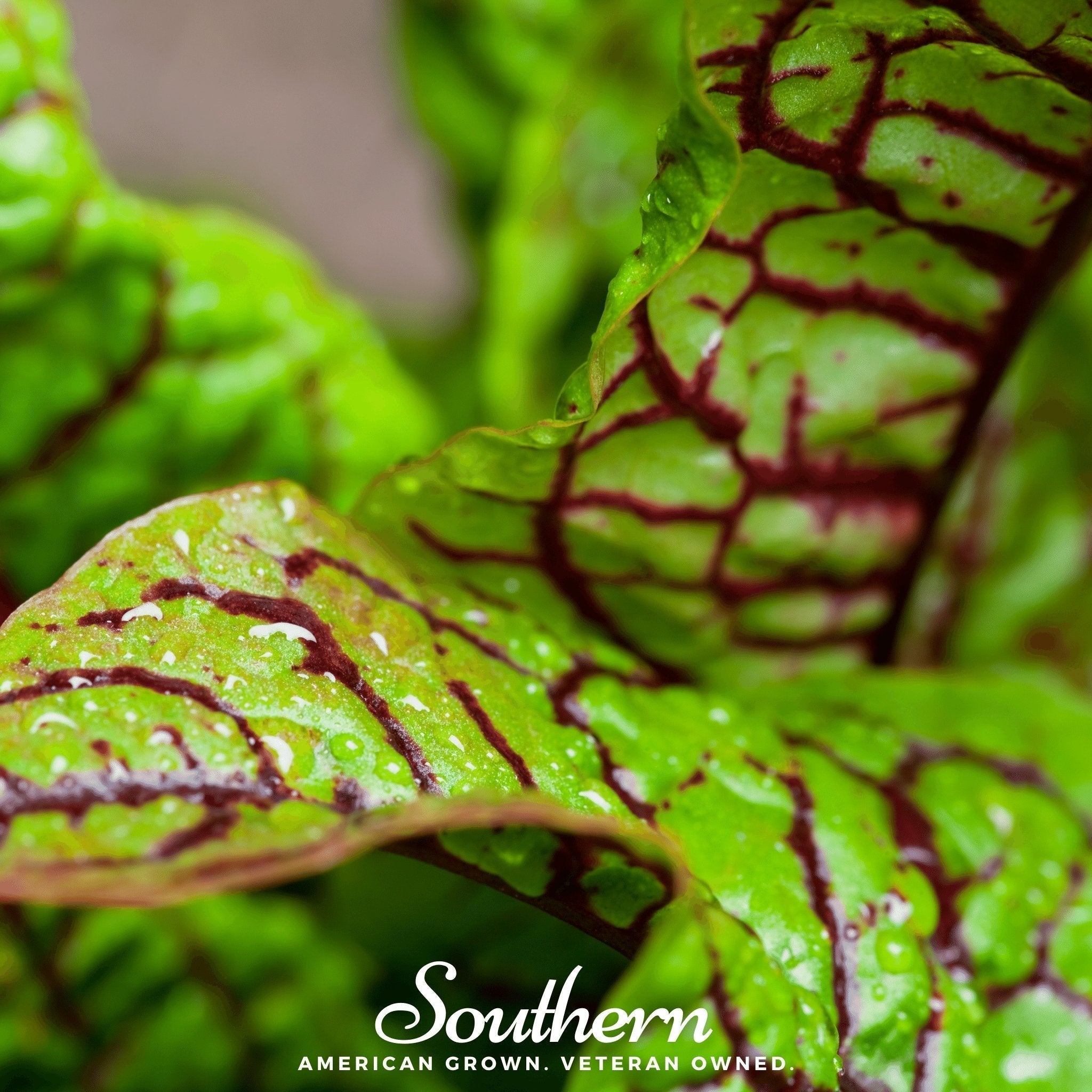 Red Veined Sorrel – 200 Seeds Southern Seeds
