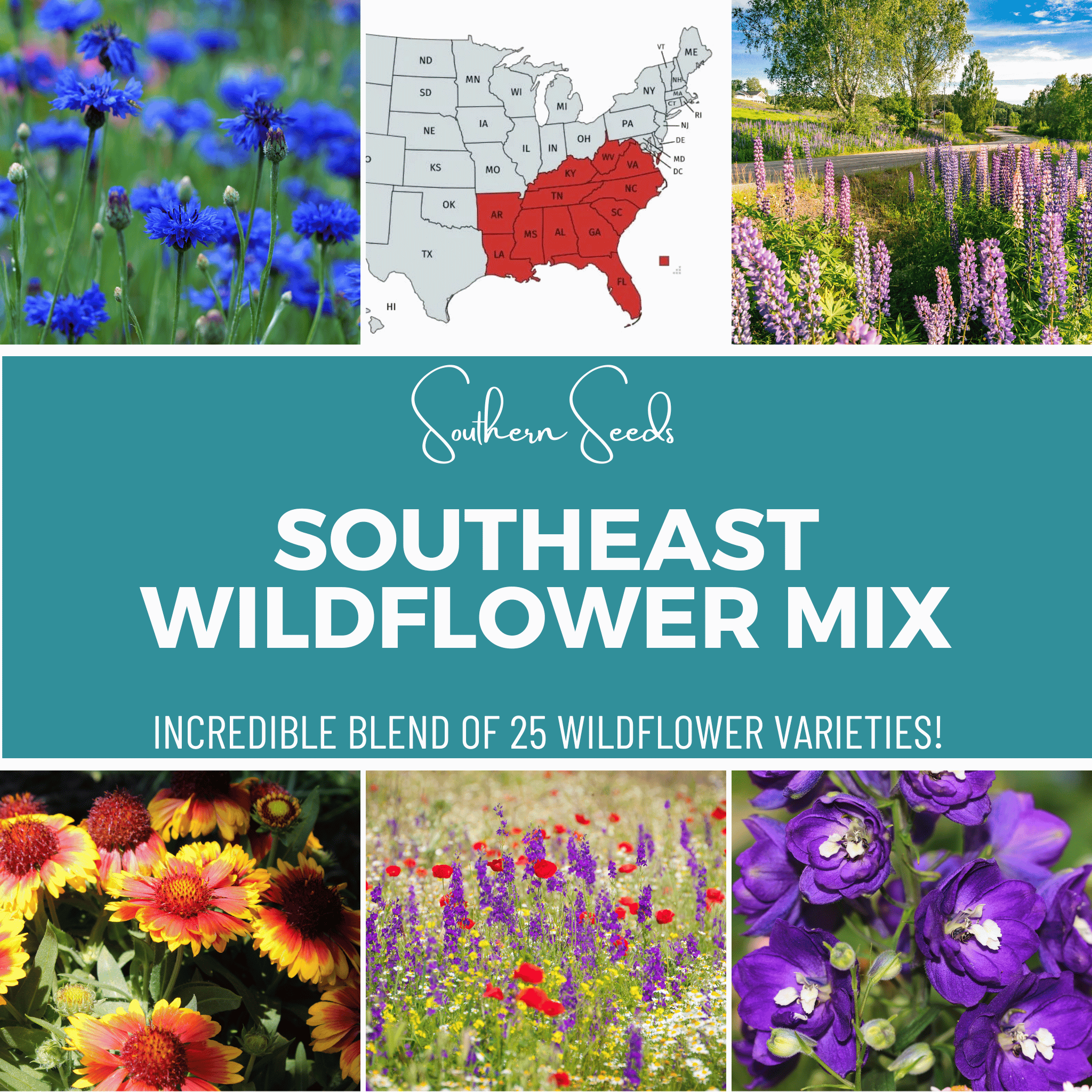 Southeast Wildflower Seed Mix (24 Varieties) – 1,000 Seeds Southern Seeds