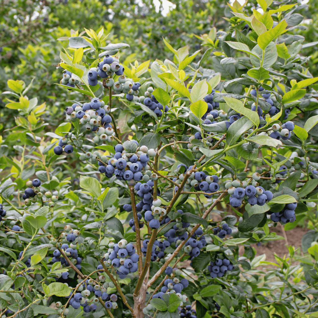 Southern Highbush Blueberry – 50 Seeds Southern Seeds