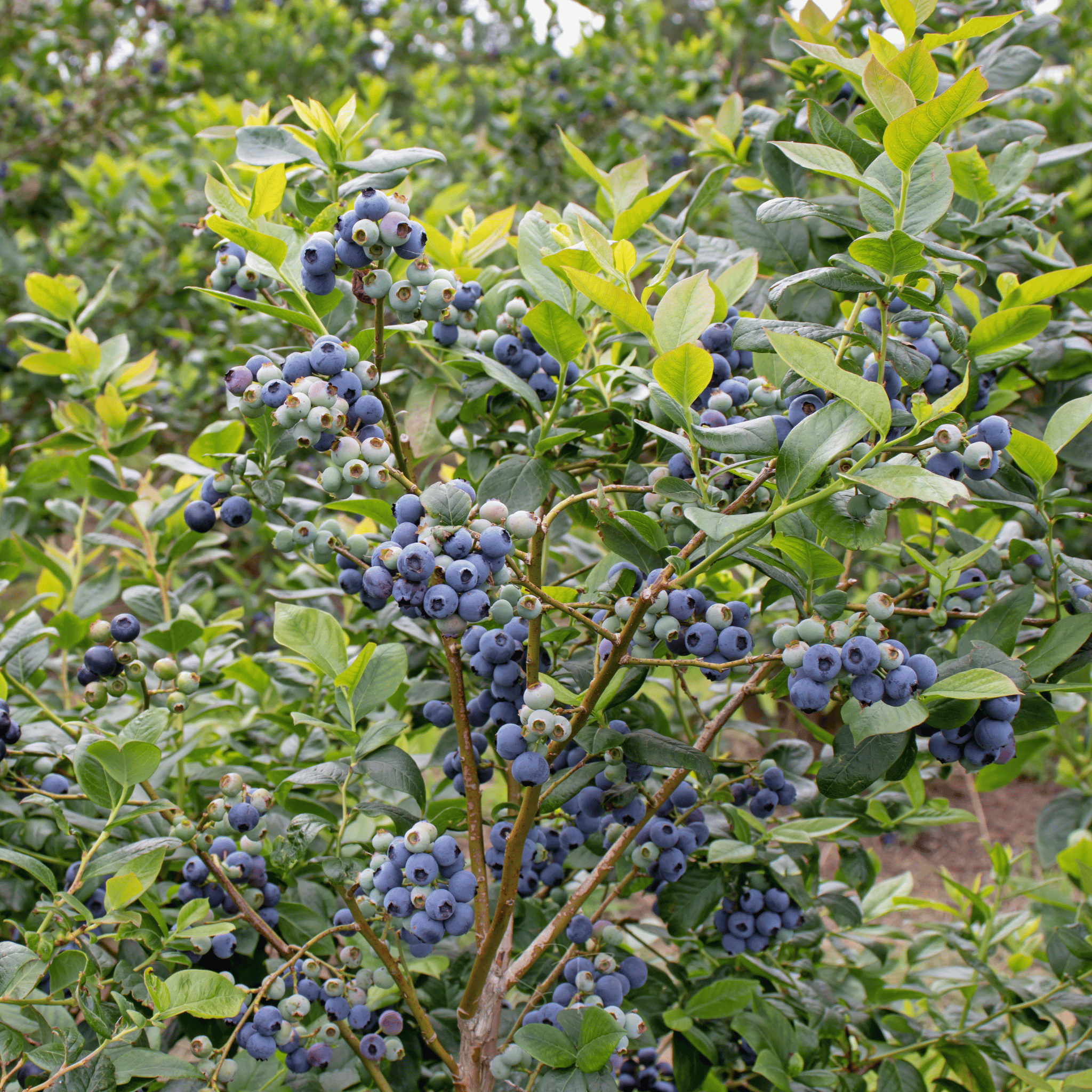 Southern Highbush Blueberry – 50 Seeds Southern Seeds