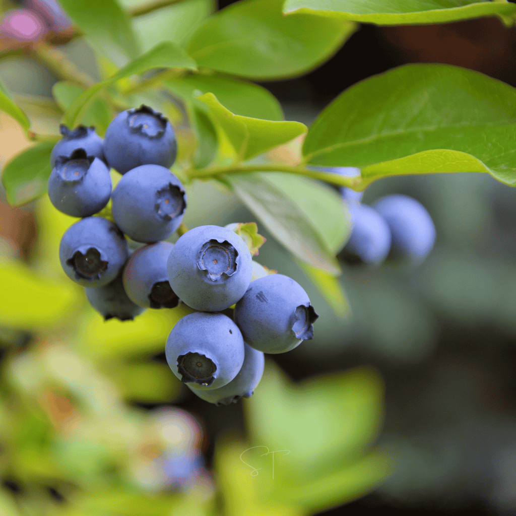 Southern Highbush Blueberry – 50 Seeds Southern Seeds