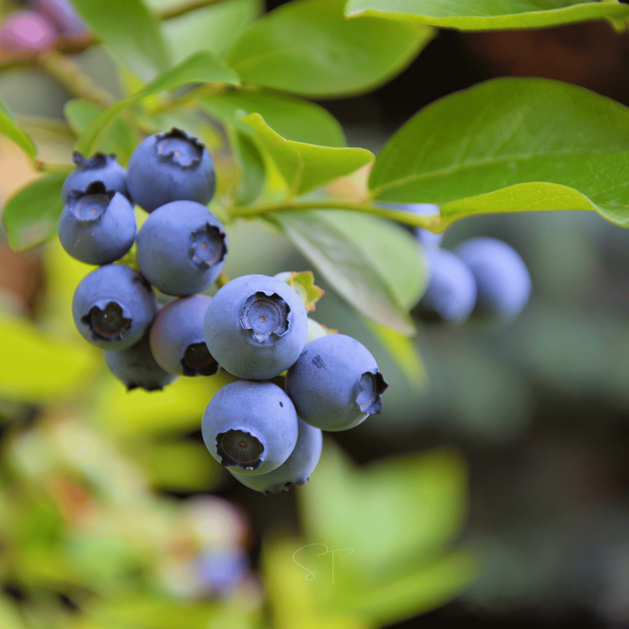 Southern Highbush Blueberry – 50 Seeds Southern Seeds