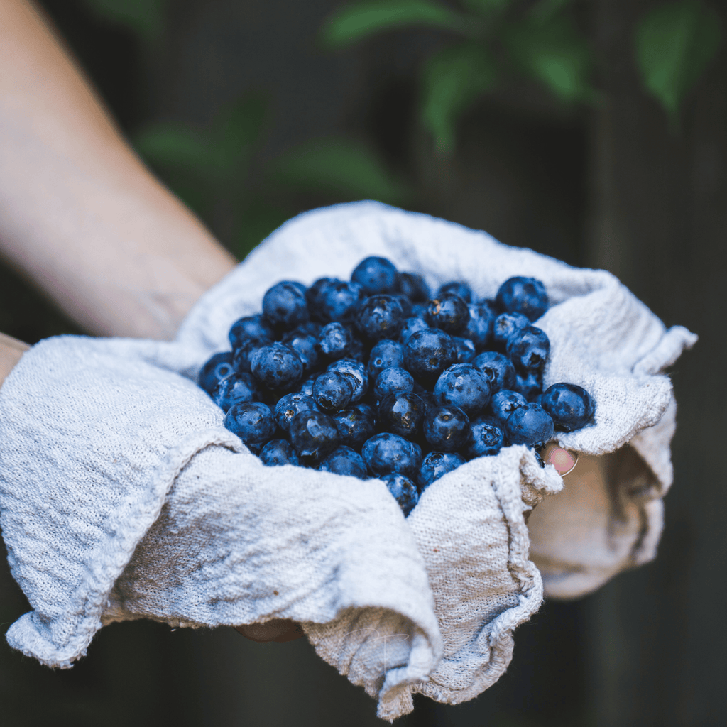 Southern Highbush Blueberry – 50 Seeds Southern Seeds