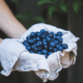 Southern Highbush Blueberry – 50 Seeds Southern Seeds