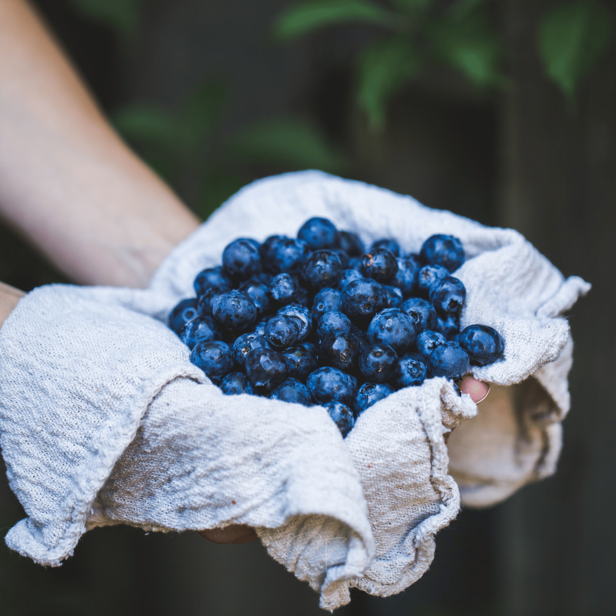 Southern Highbush Blueberry – 50 Seeds Southern Seeds