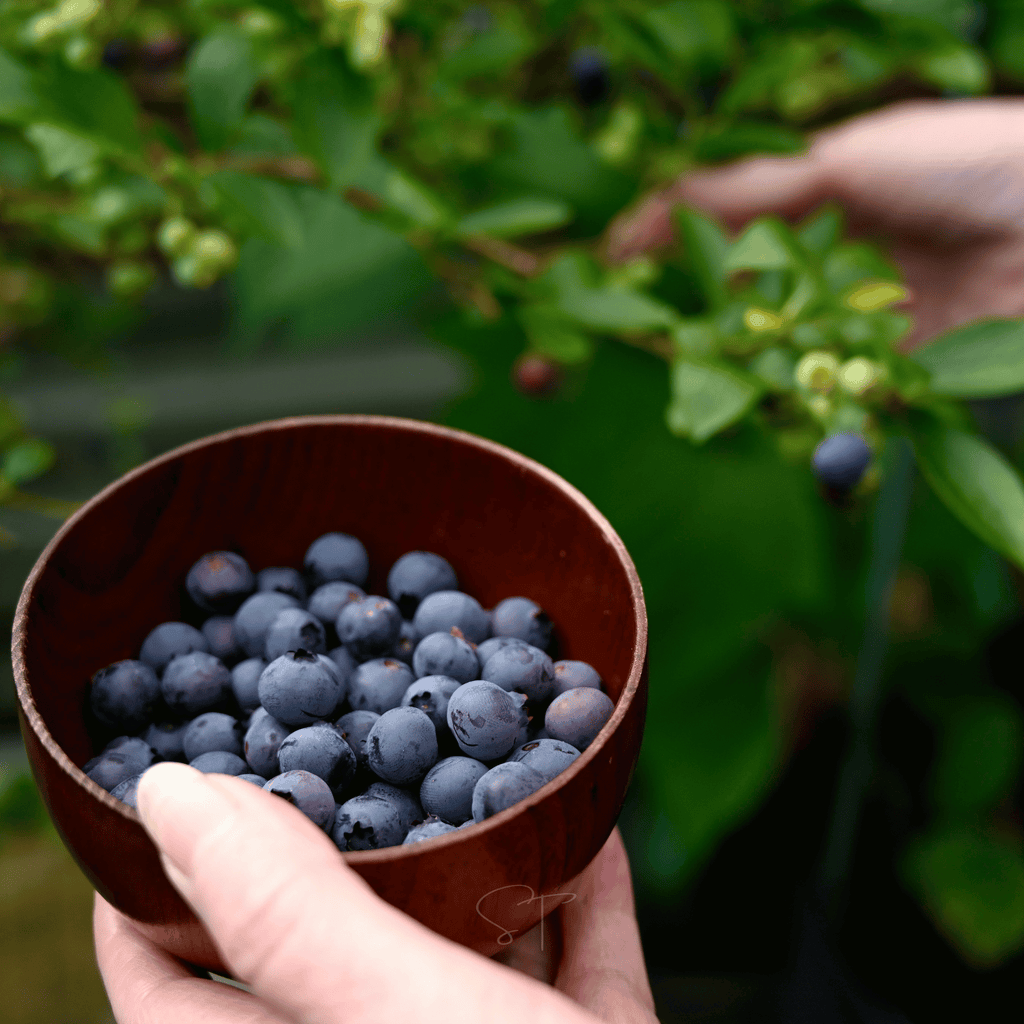 Southern Highbush Blueberry – 50 Seeds Southern Seeds