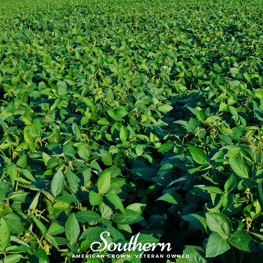 Tohya Soybean – 50 Seeds Southern Seeds
