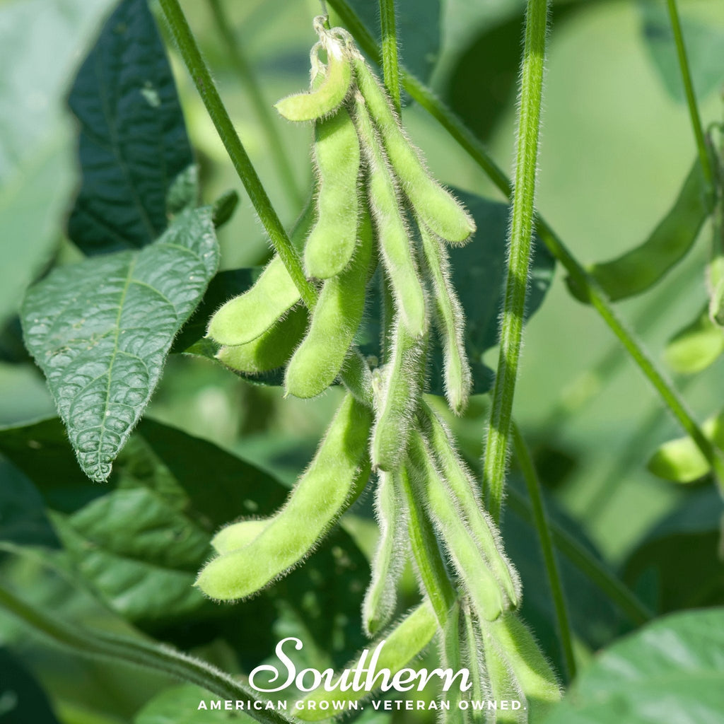 Tohya Soybean – 50 Seeds Southern Seeds