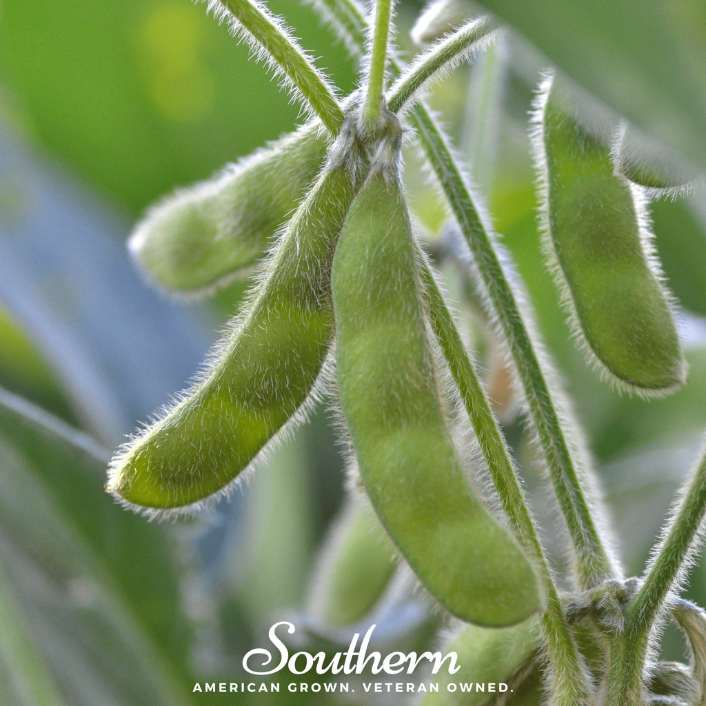 Tohya Soybean – 50 Seeds Southern Seeds
