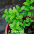 Spearmint – 200 Seeds Southern Seeds