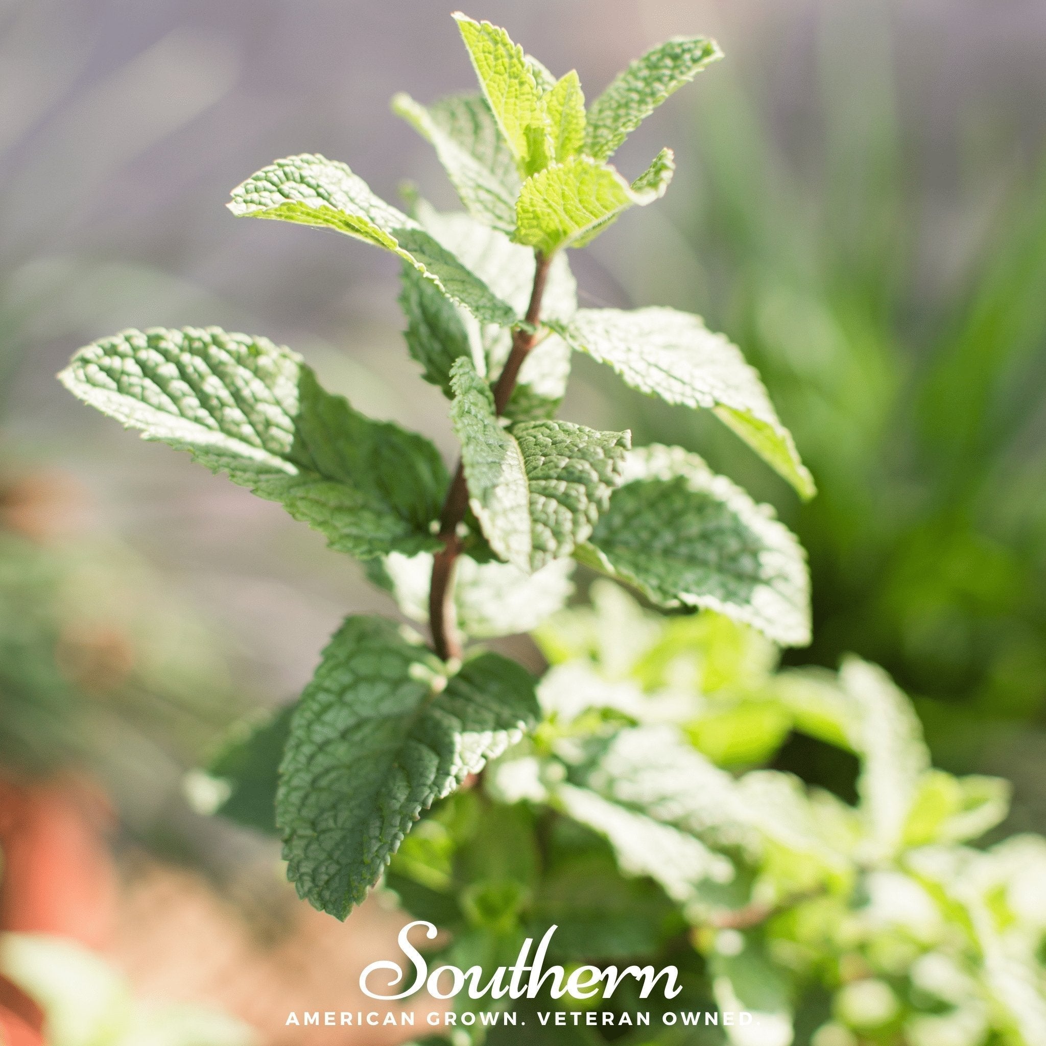 Spearmint – 200 Seeds Southern Seeds